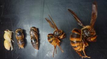 様々な種類のハチとその巣