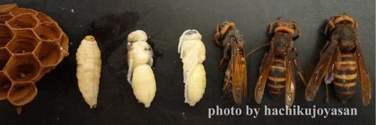 ヒメスズメバチ