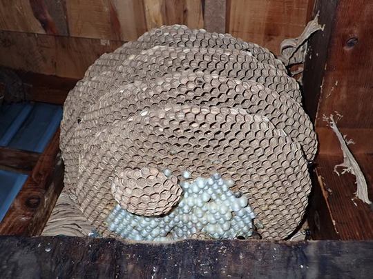 屋根裏にある巨大なチャイロスズメバチの巣