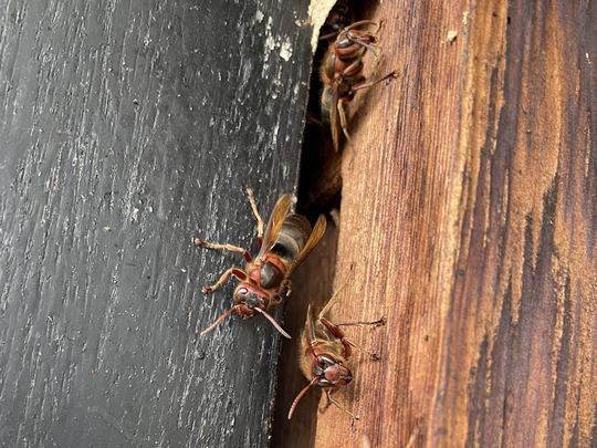 戸袋から出入りするチャイロスズメバチ